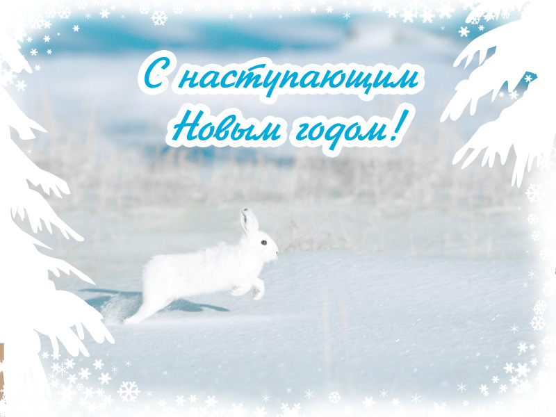 Новогодняя открытка с Новым годом зайца