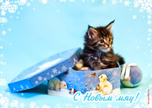 Новогодние фото открытки с котятами в большом HD-разрешении