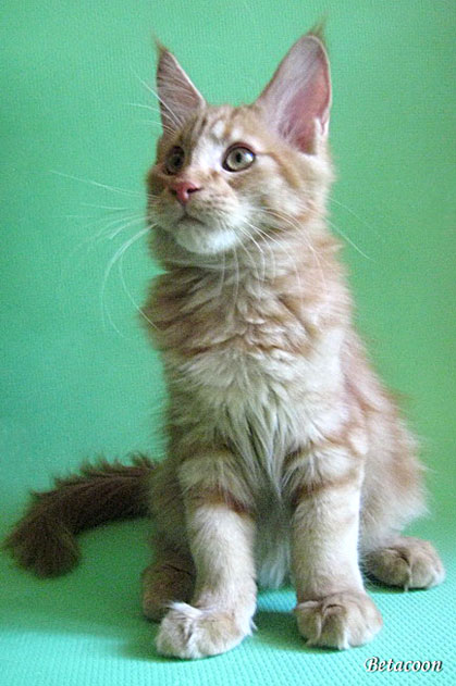 Кот Марон, парода мейн-кун (окрас котенка — красный мрамор)
