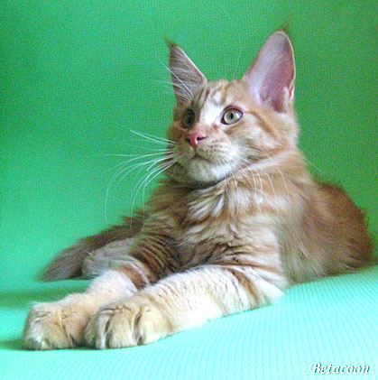 Кот Марсик породы мейн-кун (окрас котенка — красный мрамор)